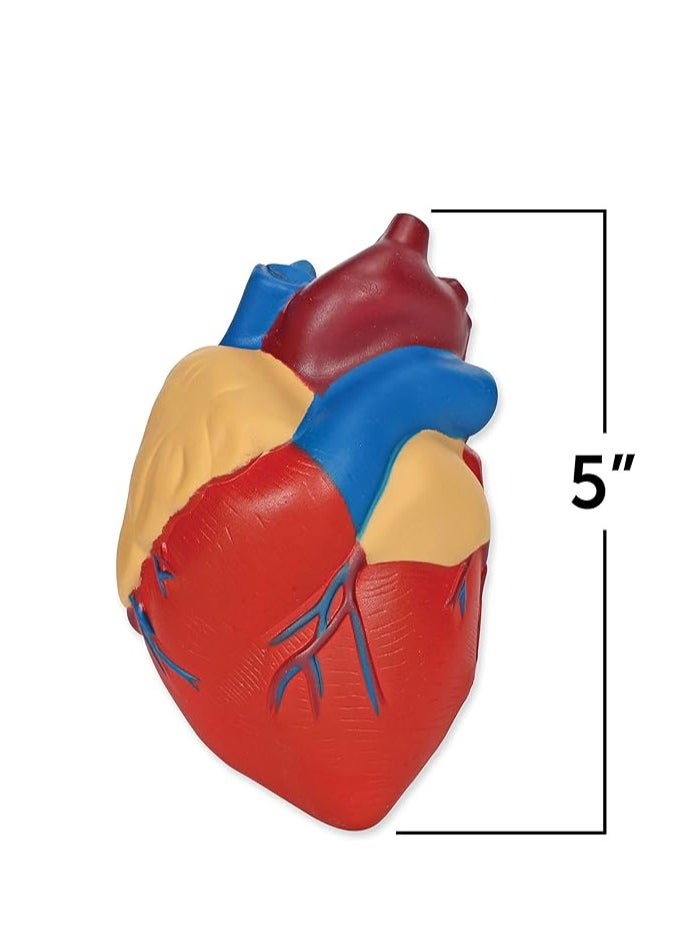 Learning Resources Cross-Section Human Heart Model, Large Foam Classroom Demonstration Model, 2Piece, Grades 2+, Ages 7+ Multi-color, 5 x 5 x 5 inches