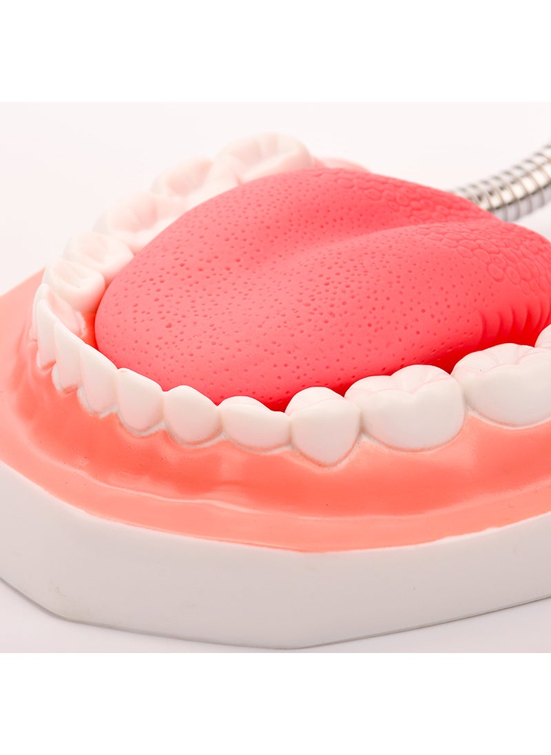 6x Enlarged Dental Teeth Model with Tongue 6x oversized teeth model with tongue