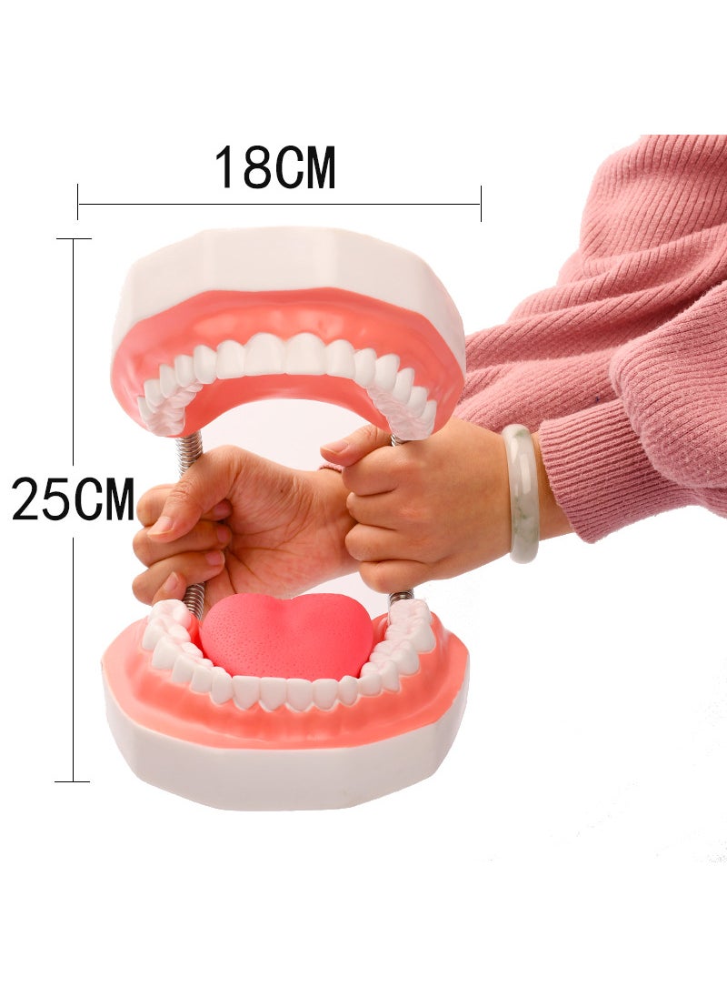 6x Enlarged Dental Teeth Model with Tongue 6x oversized teeth model with tongue