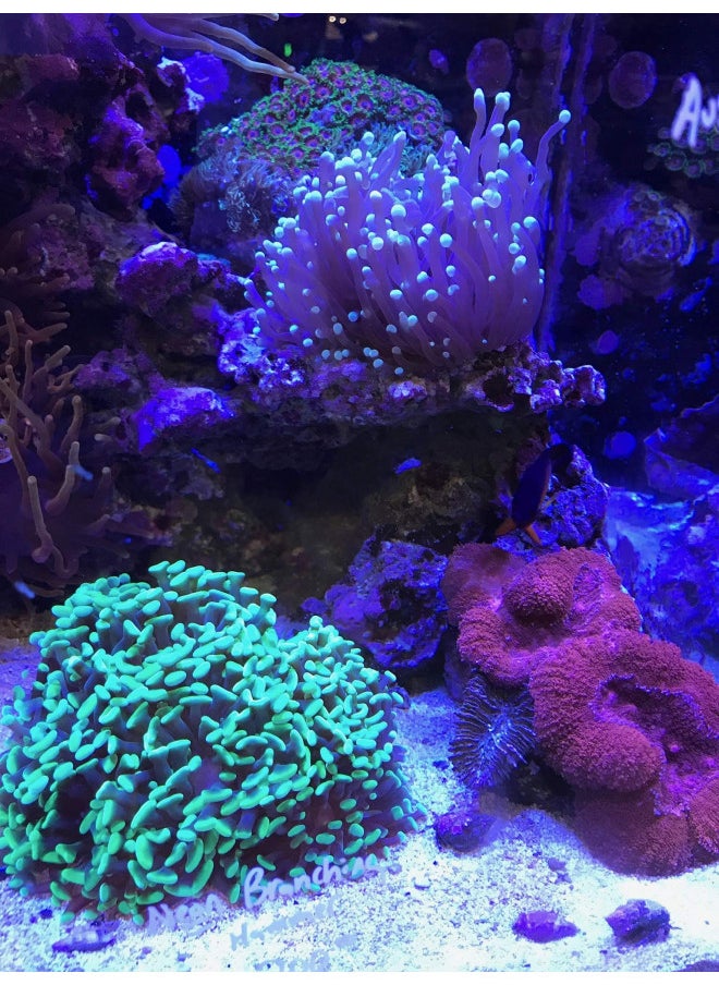 Reef Builder, 600 g / 1.3 lbs