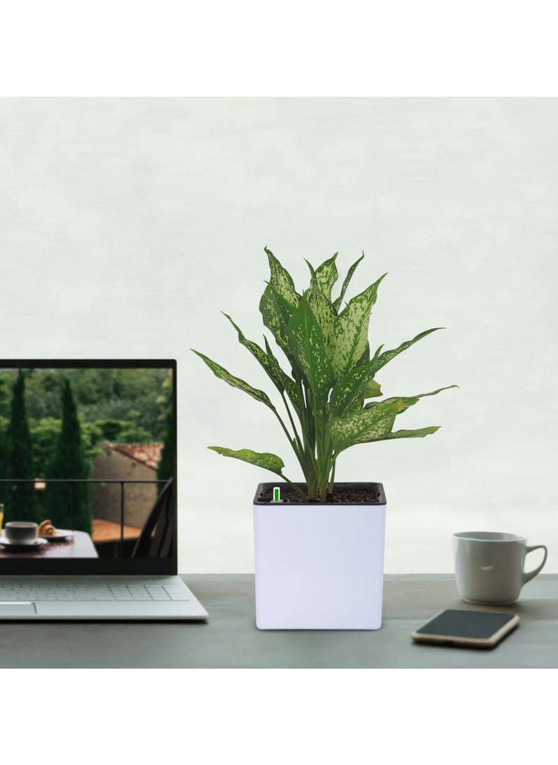 Indoor Pot Self Watering Plastic Pot for Office & Home - Grey Color