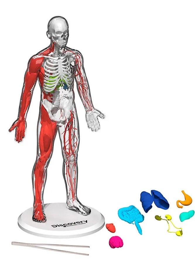 Mind Blown Human Anatomy Stem 3D Puzzle Kit