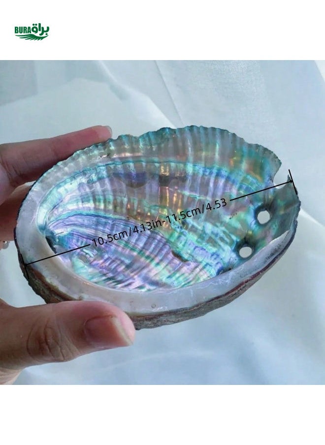 1pc Abalone Shell For DIY Decoration