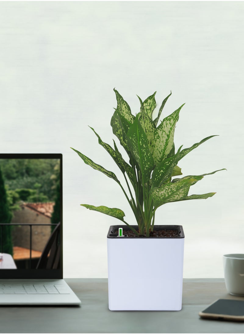 Self Watering Plant Pot Plastic - White Color