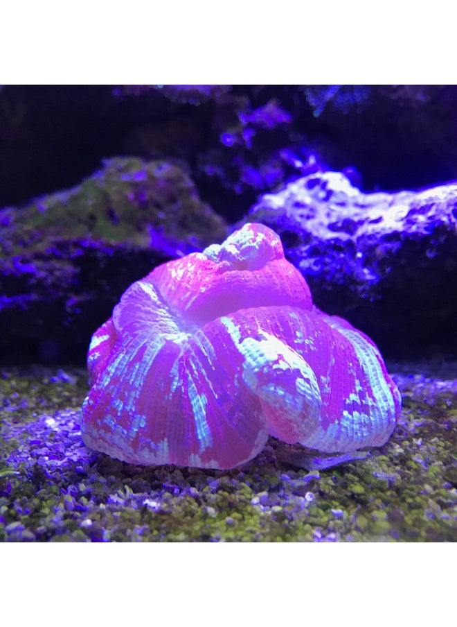 Seachem Reef Plus 250ml