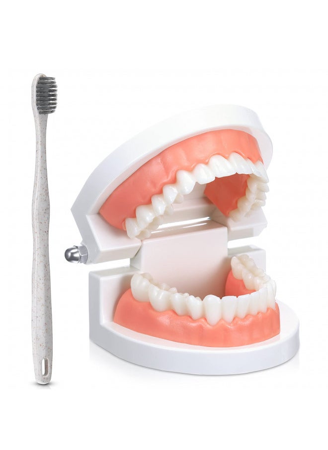 2 Pcs Standard Teeth Model Denture Model Teeth Teaching Model Adult Standard Demonstration Teeth Model with Toothbrush for Kids Teaching Supplies