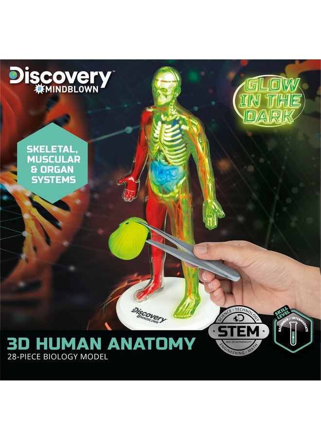 Discovery™ #Mindblown 3D Human Anatomy 28-Piece Biology Model With Glow-In-The-Dark Human Model, Hands On Learning, Age 8+