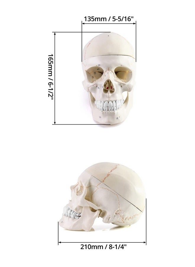 Human Skull And Brain Anatomy Model, 11 Parts, Life Size, Numbered, Anatomically Accurate, For Science Medical Teaching Learning