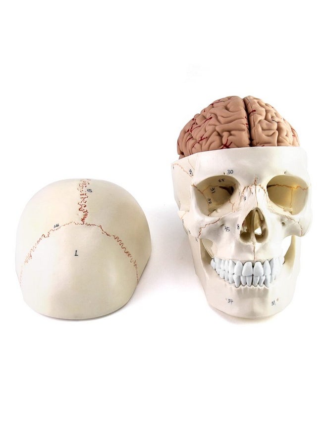 Human Skull And Brain Anatomy Model, 11 Parts, Life Size, Numbered, Anatomically Accurate, For Science Medical Teaching Learning