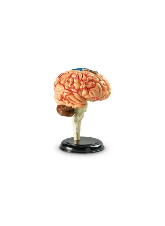 Brain Model 3.75 Inches