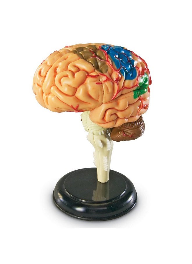 Brain Model 3.75 Inches