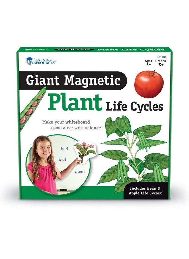 Giant Magnetic Plant Life Cyclemulticolor7 In L X 9 In H