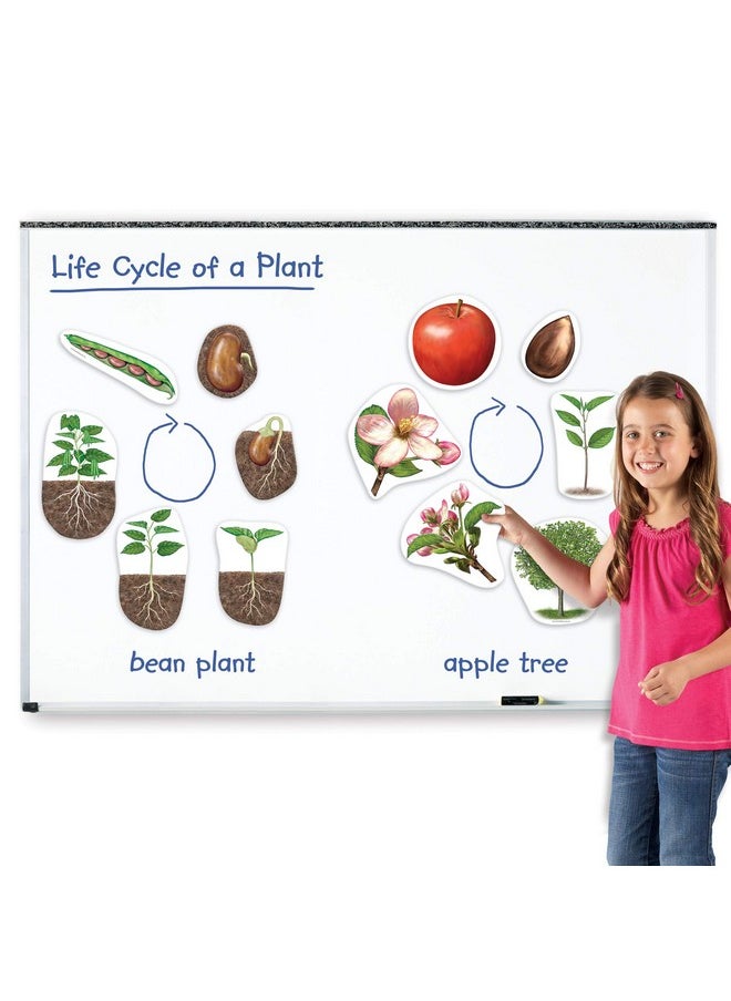 Giant Magnetic Plant Life Cyclemulticolor7 In L X 9 In H