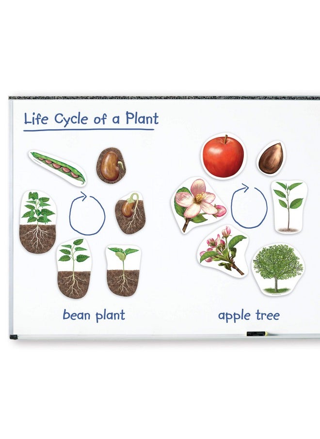 Giant Magnetic Plant Life Cyclemulticolor7 In L X 9 In H