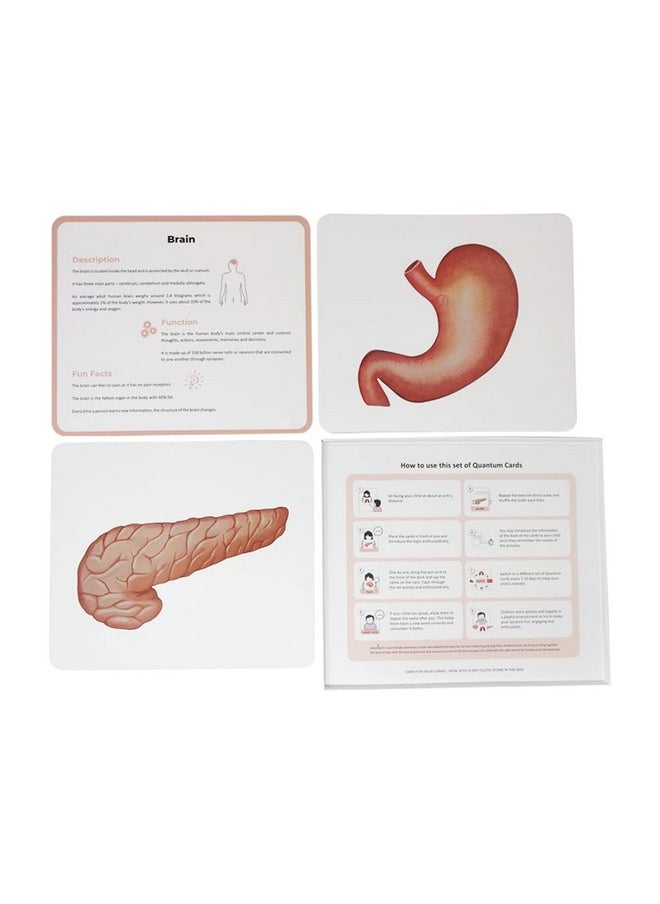 Artboard Human Body - Educational Flashcard Set, Multicolour, 8 Months To 8 Years, Set Of 10, Kid, Multicolor