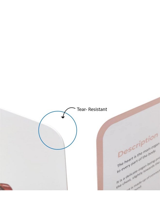 Artboard Human Body - Educational Flashcard Set, Multicolour, 8 Months To 8 Years, Set Of 10, Kid, Multicolor