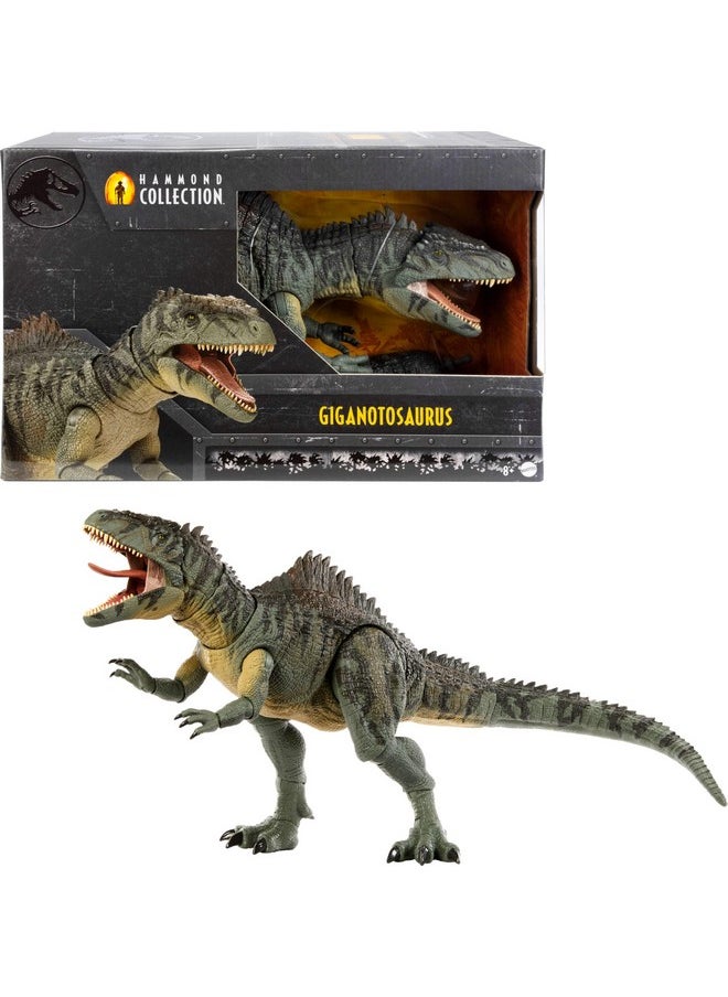 Jurassic World Dominion Hammond Collection Dinosaur Action Figure, Giganotosaurus Dino Toy With 21 Articulations, Glass Eyes, Wired Tail & Posable Tongue