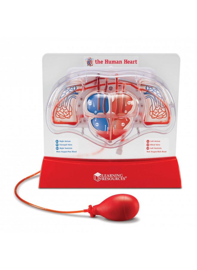 Learning Resources Pumping Heart Model - 1 Piece, Grades 3+ | Ages 8+ Educational Science Kit, Science Education Supplies, Science Teaching Supplies