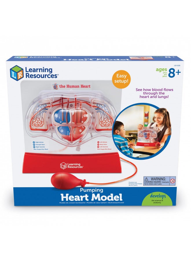 Learning Resources Pumping Heart Model - 1 Piece, Grades 3+ | Ages 8+ Educational Science Kit, Science Education Supplies, Science Teaching Supplies