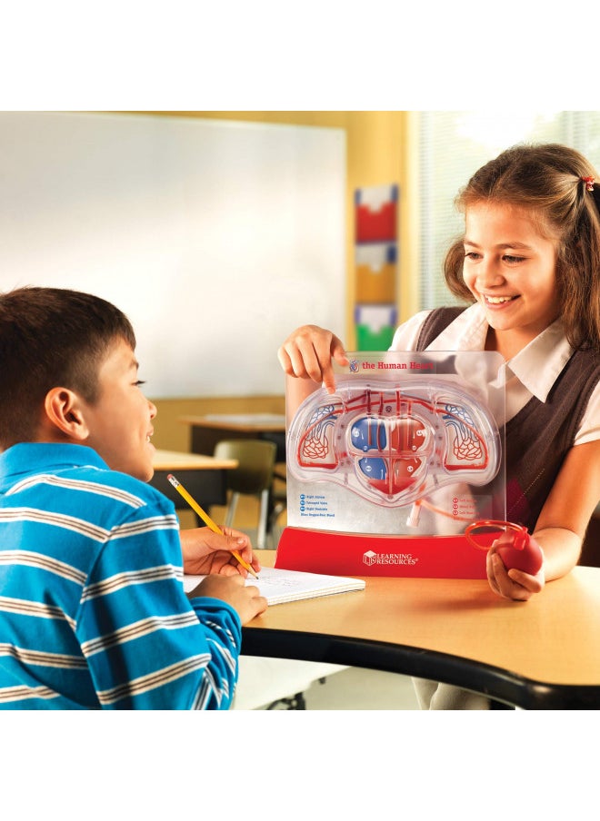 Learning Resources Pumping Heart Model - 1 Piece, Grades 3+ | Ages 8+ Educational Science Kit, Science Education Supplies, Science Teaching Supplies