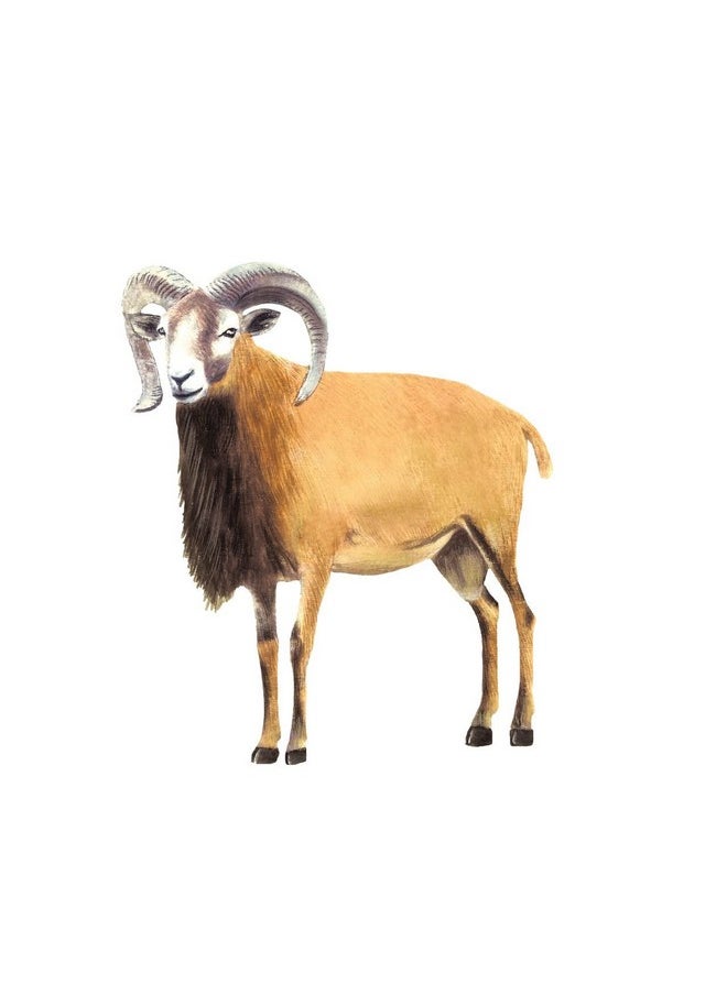 Quantum Flash Cards, Farm Animals - Educational Flashcard Set For Toddlers And Kids (8 Months To 8 Years) For Brain Development