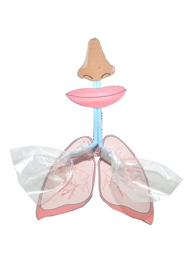 Working Model Of Lungs Easy DIY Kit