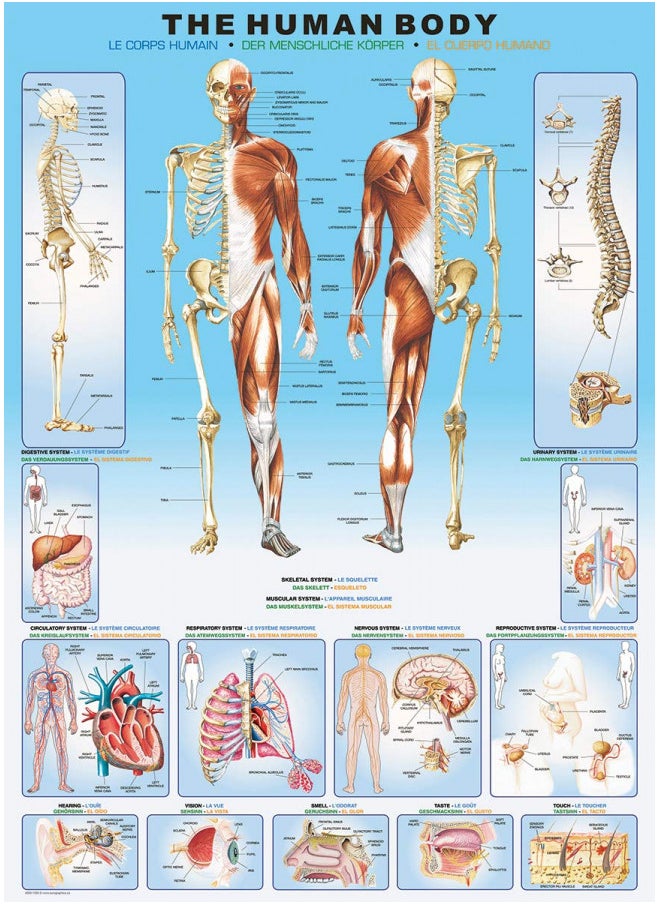 EuroGraphics Human Body Puzzle (1000-Piece)