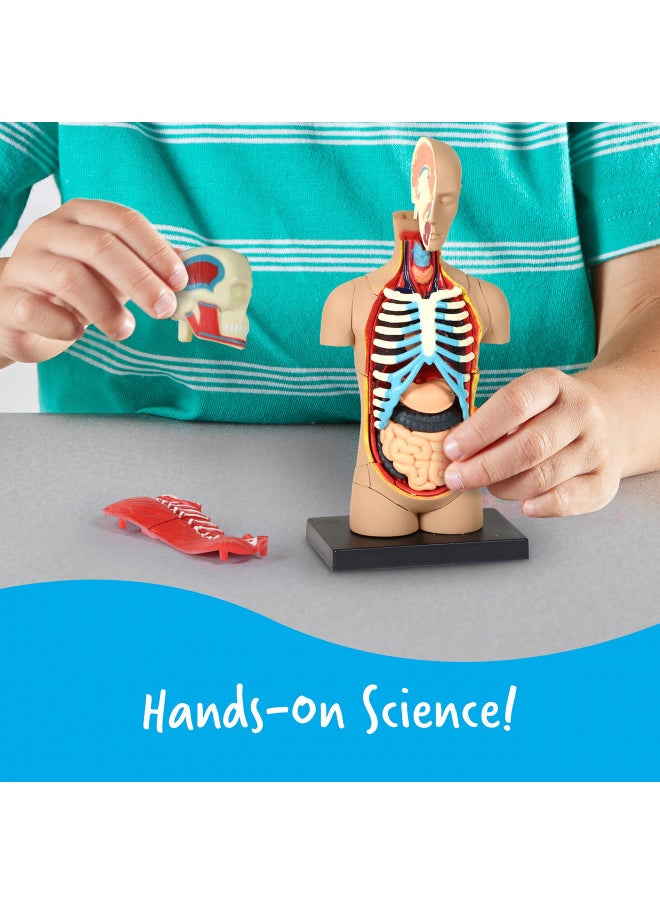 Learning Resources Human Body Model, Science Classroom Demonstration Tools, Realistic Human Anatomy Display, 31 Pieces, Grades 3+, Ages 8+