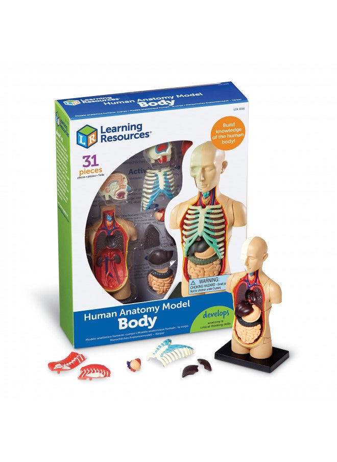 Learning Resources Human Body Model, Science Classroom Demonstration Tools, Realistic Human Anatomy Display, 31 Pieces, Grades 3+, Ages 8+