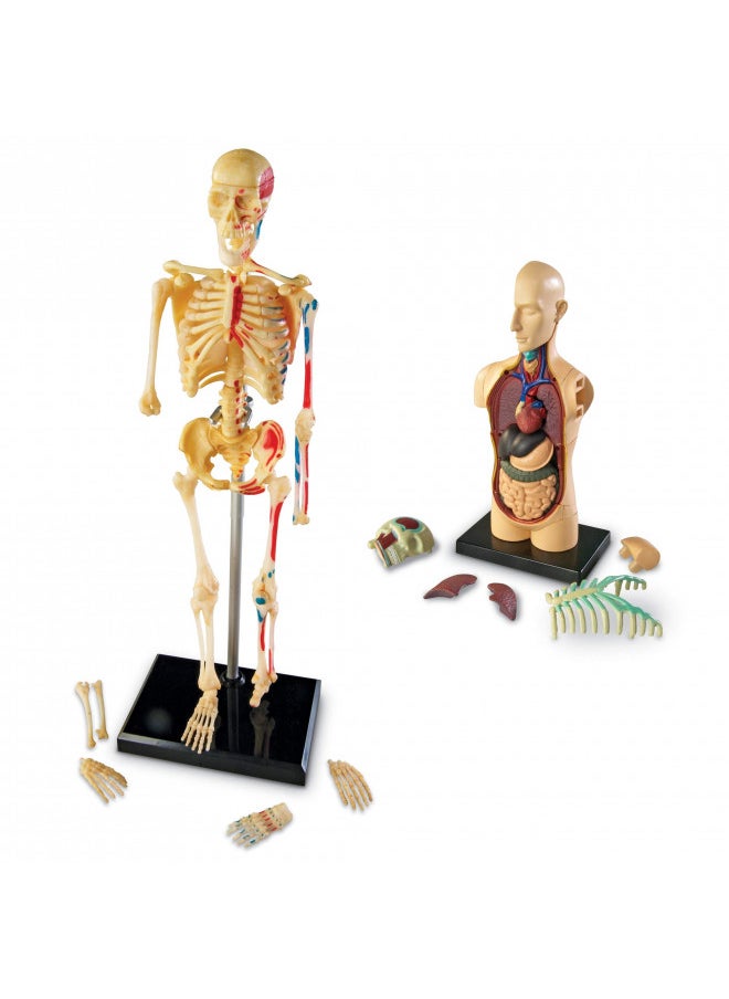 Learning Resources Anatomy Models Bundle Set - 4 Sets, Ages 8+, Anatomy Demonstration Tools, Classroom Demonstration Tools, Teacher Supplies,Back to School Supplies