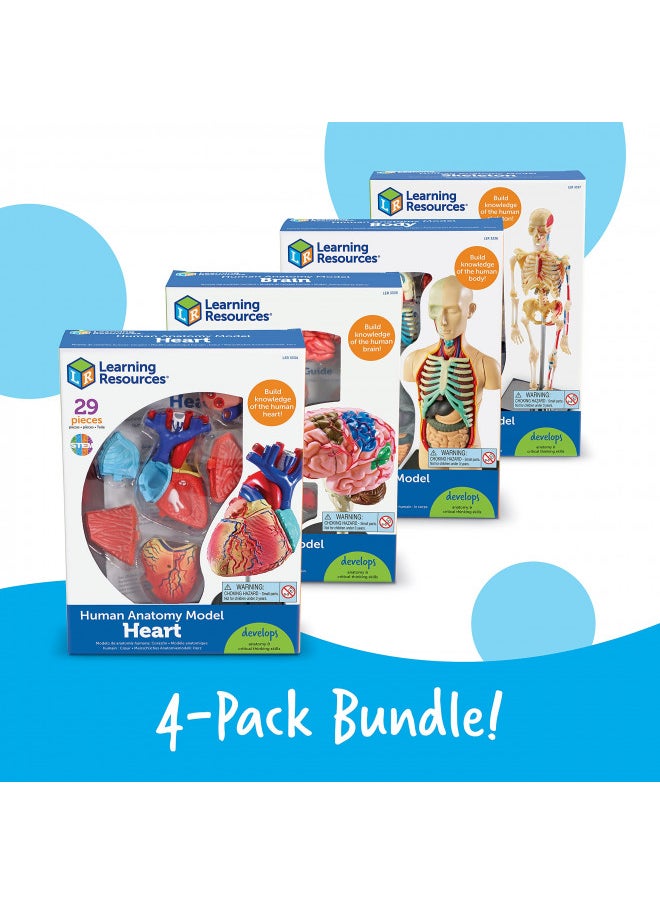 Learning Resources Anatomy Models Bundle Set - 4 Sets, Ages 8+, Anatomy Demonstration Tools, Classroom Demonstration Tools, Teacher Supplies,Back to School Supplies