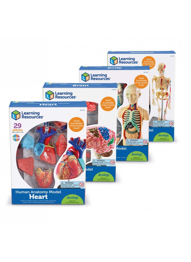 Learning Resources Anatomy Models Bundle Set - 4 Sets, Ages 8+, Anatomy Demonstration Tools, Classroom Demonstration Tools, Teacher Supplies,Back to School Supplies