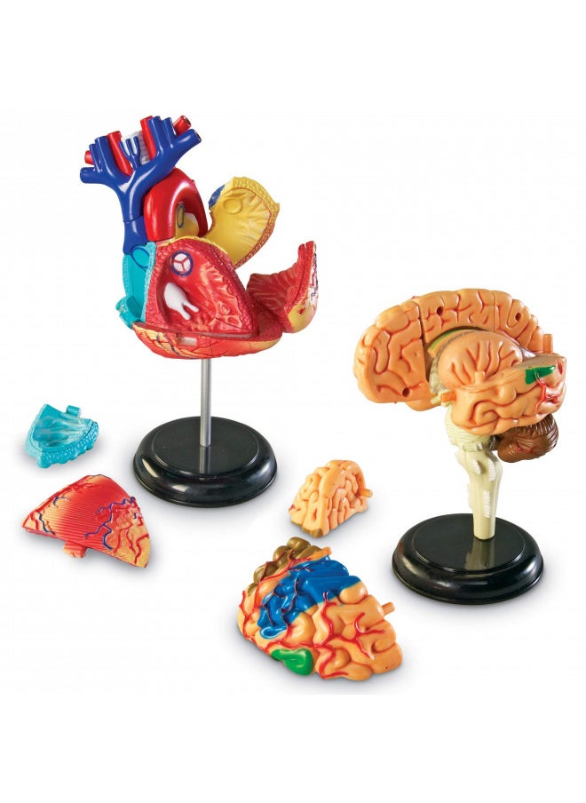 Learning Resources Anatomy Models Bundle Set - 4 Sets, Ages 8+, Anatomy Demonstration Tools, Classroom Demonstration Tools, Teacher Supplies,Back to School Supplies