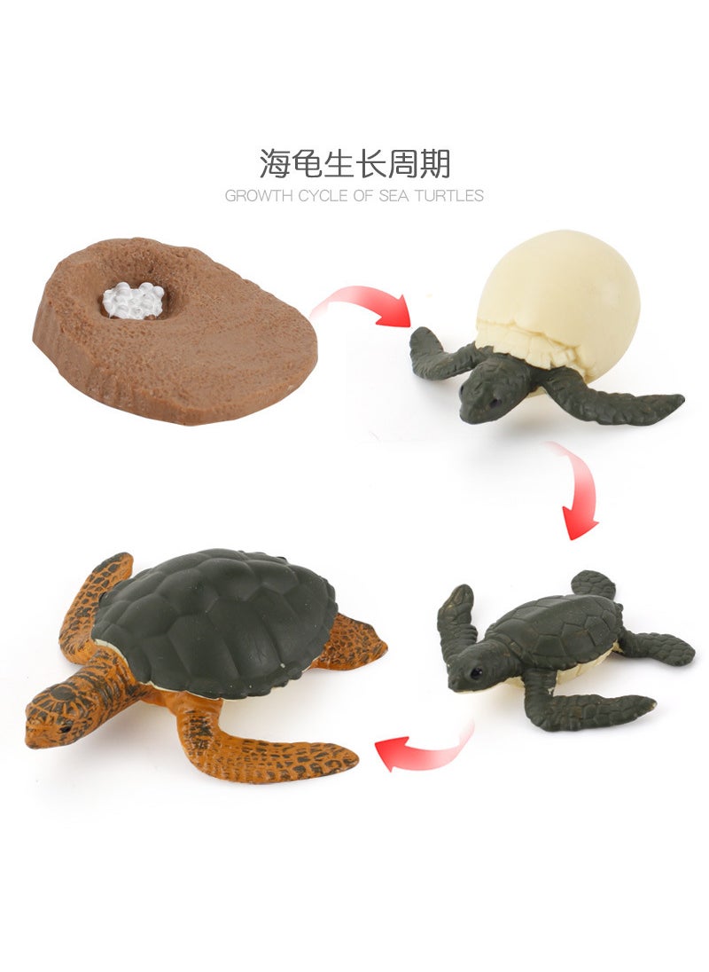 1 x 5 pcs Realistic Galapagos Tortoise Model Set ZQ2424 turtle growth cycle 75g