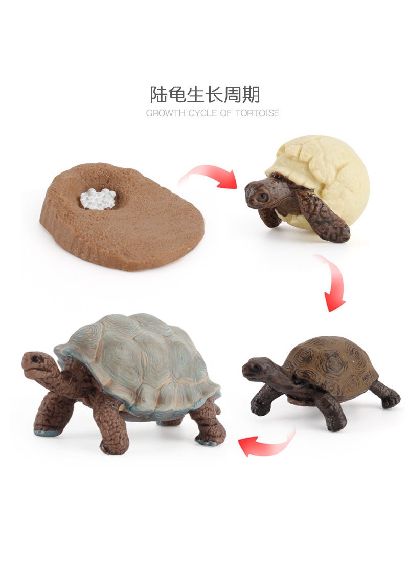 1 x 5 pcs Realistic Galapagos Tortoise Model Set ZQ2421 turtle growth cycle 119.5g