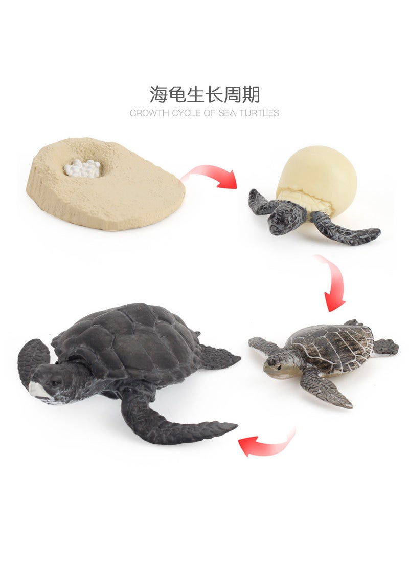 1 x 5 pcs Realistic Galapagos Tortoise Model Set ZQ2422 turtle growth cycle 105g