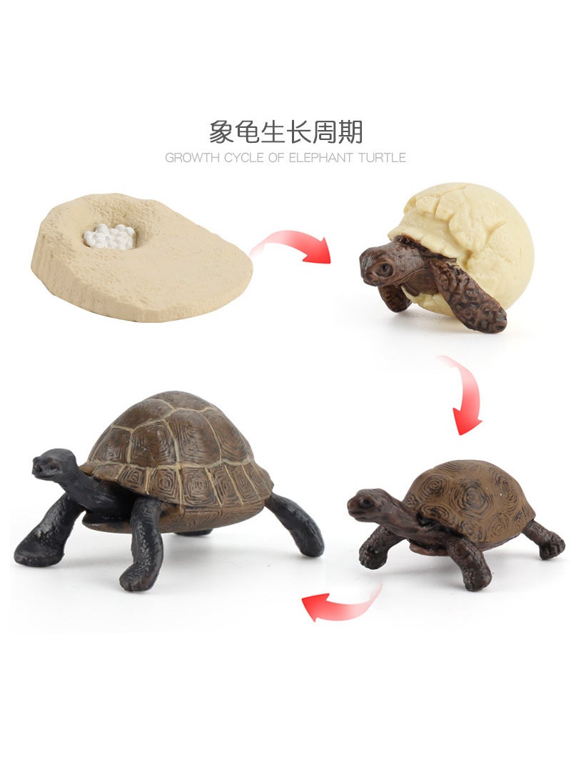 1 x 5 pcs Realistic Galapagos Tortoise Model Set ZQ2426 growth cycle of elephant turtle 119.5g