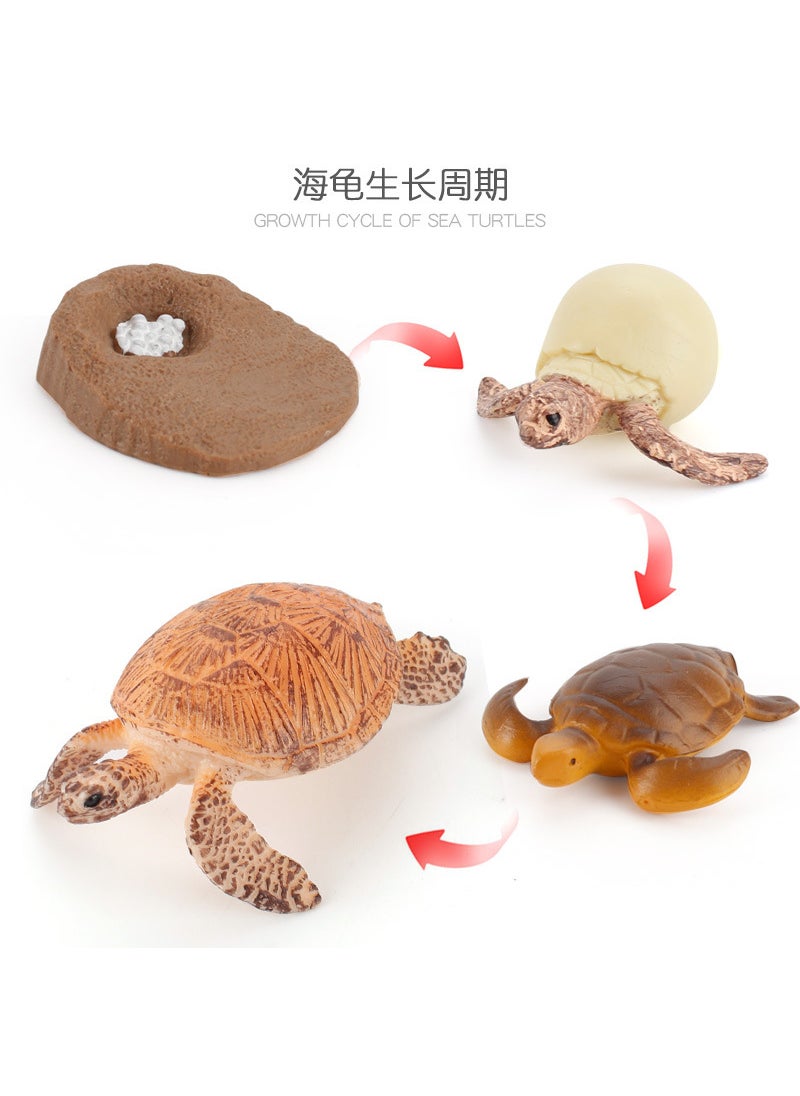 1 x 5 pcs Realistic Galapagos Tortoise Model Set ZQ2423 turtle growth cycle 93.5g