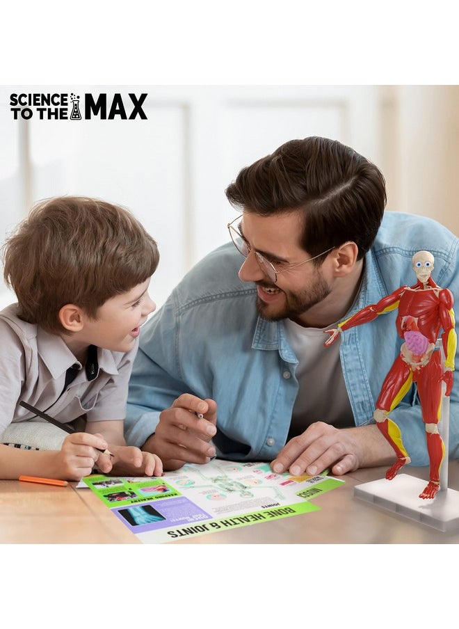 Interactive Human Body - 60 Piece Fully Poseable Anatomy Figure - 14” Tall Model - Anatomy Kit - Removable Muscles, Organs,Bones Stem Toy - Ages 8+