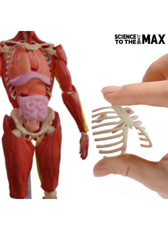 Interactive Human Body - 60 Piece Fully Poseable Anatomy Figure - 14” Tall Model - Anatomy Kit - Removable Muscles, Organs,Bones Stem Toy - Ages 8+