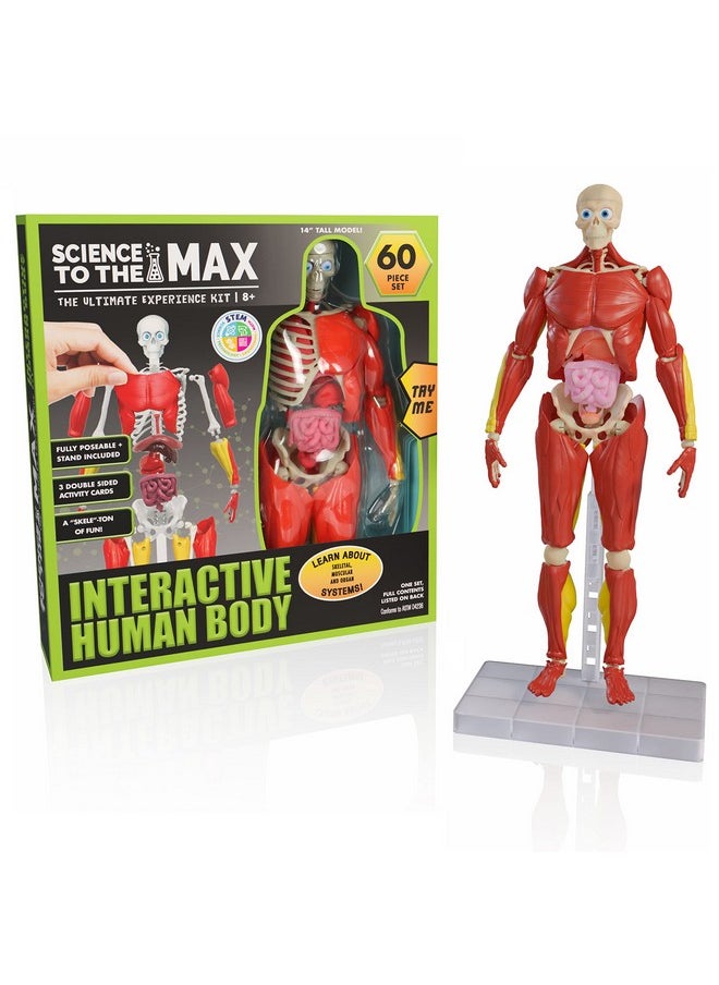 Interactive Human Body - 60 Piece Fully Poseable Anatomy Figure - 14” Tall Model - Anatomy Kit - Removable Muscles, Organs,Bones Stem Toy - Ages 8+