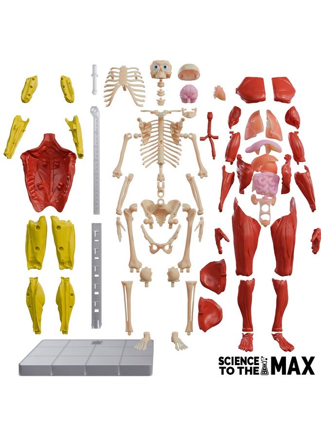 Interactive Human Body - 60 Piece Fully Poseable Anatomy Figure - 14” Tall Model - Anatomy Kit - Removable Muscles, Organs,Bones Stem Toy - Ages 8+