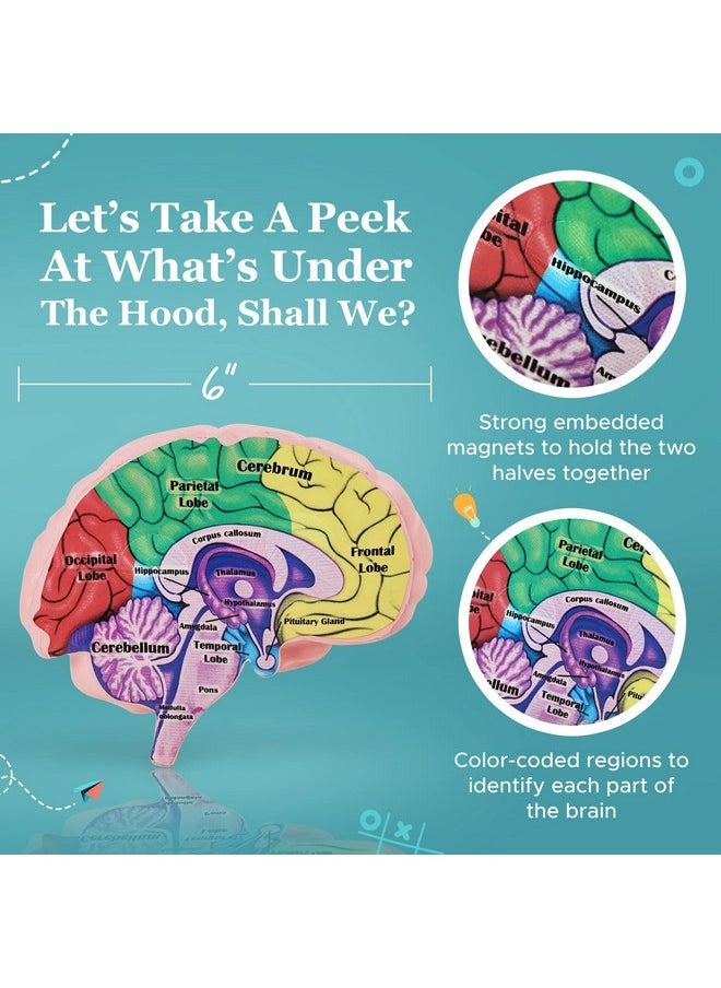 Cross Section Foam Brain Model, Great Educational Tool For Learning & Teaching Human Anatomical Function, Psychology, Biology Or Science, Easy To Use & Includes 2 Half Pieces Labeled With Figures