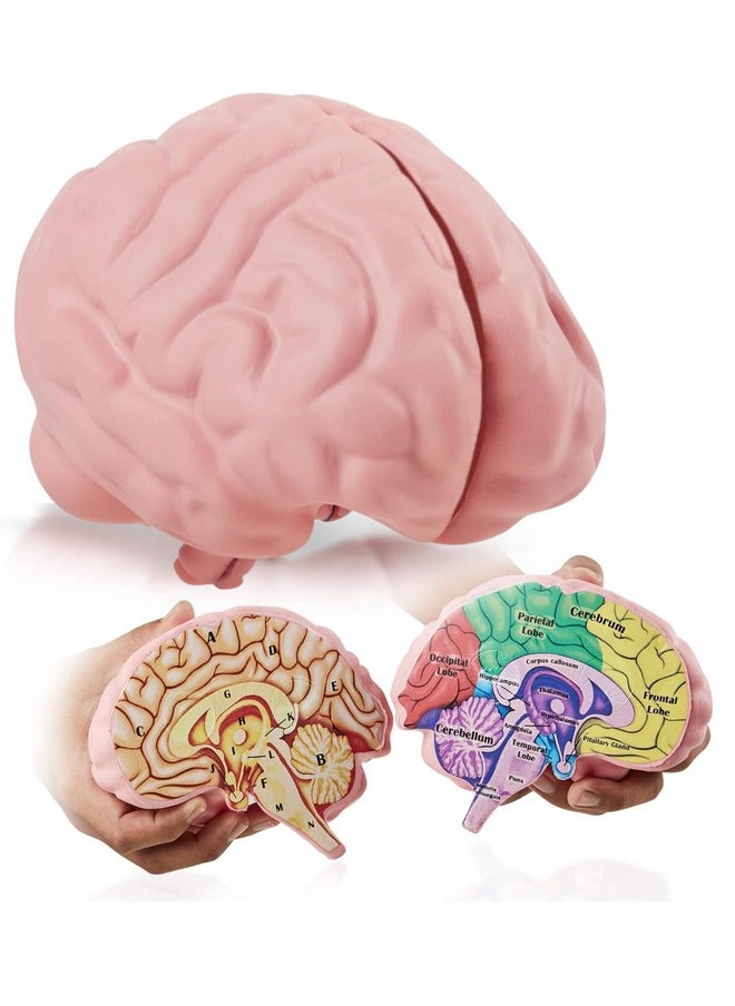 Cross Section Foam Brain Model, Great Educational Tool For Learning & Teaching Human Anatomical Function, Psychology, Biology Or Science, Easy To Use & Includes 2 Half Pieces Labeled With Figures