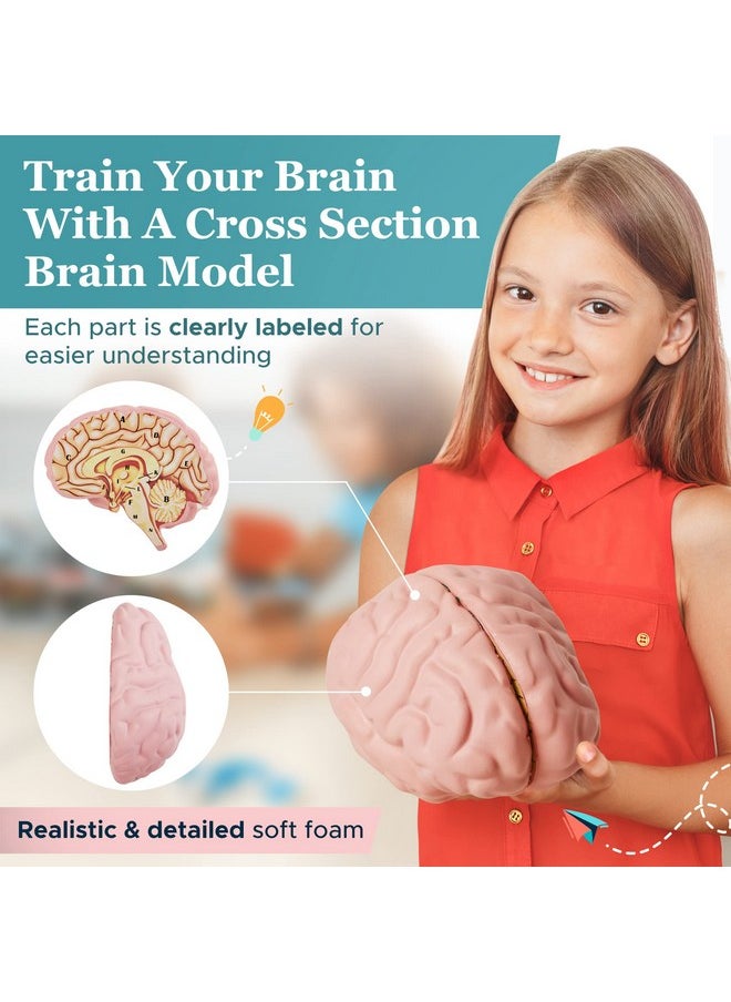 Cross Section Foam Brain Model, Great Educational Tool For Learning & Teaching Human Anatomical Function, Psychology, Biology Or Science, Easy To Use & Includes 2 Half Pieces Labeled With Figures