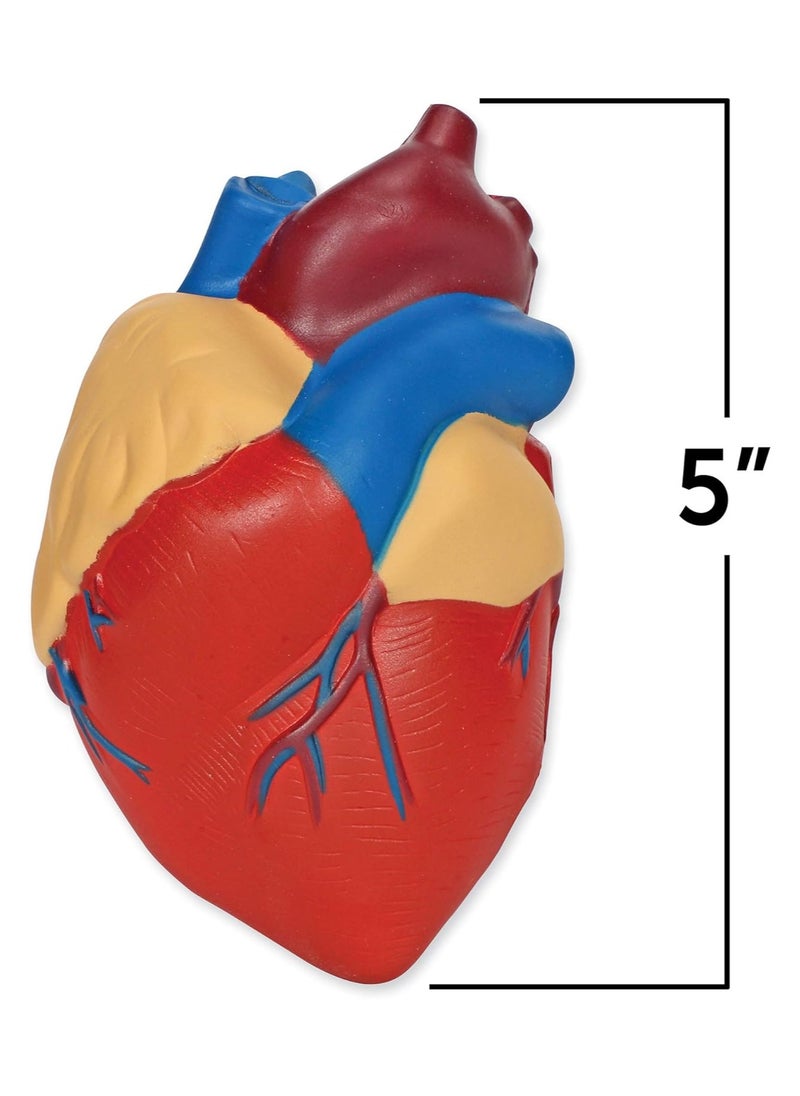 Learning Resources Cross Section Human Heart Model, Large Foam Classroom Demonstration Model