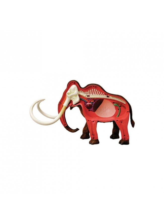 Tedco 4D Vision Woolly Mammoth Anatomy Model