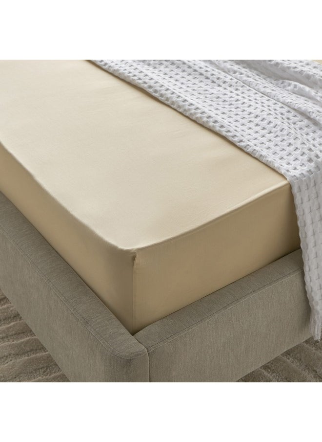 Houston Daisley Cotton Twin Fitted Sheet 120 x 200 x 33 cm