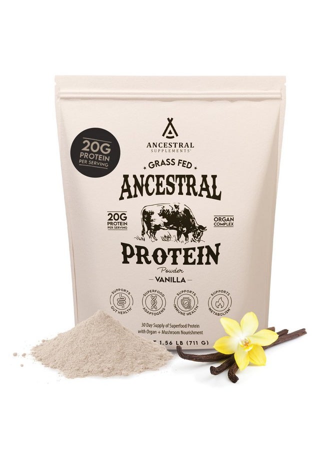 Ancestral Supplements Grass Fed Protein Powder, Vanilla, Beef Bone Broth Based with Beef Organs & Organic Mushrooms, Gut Health Support, High Protein Supplement, 20g Protein Per Serving, 30 Day Supply