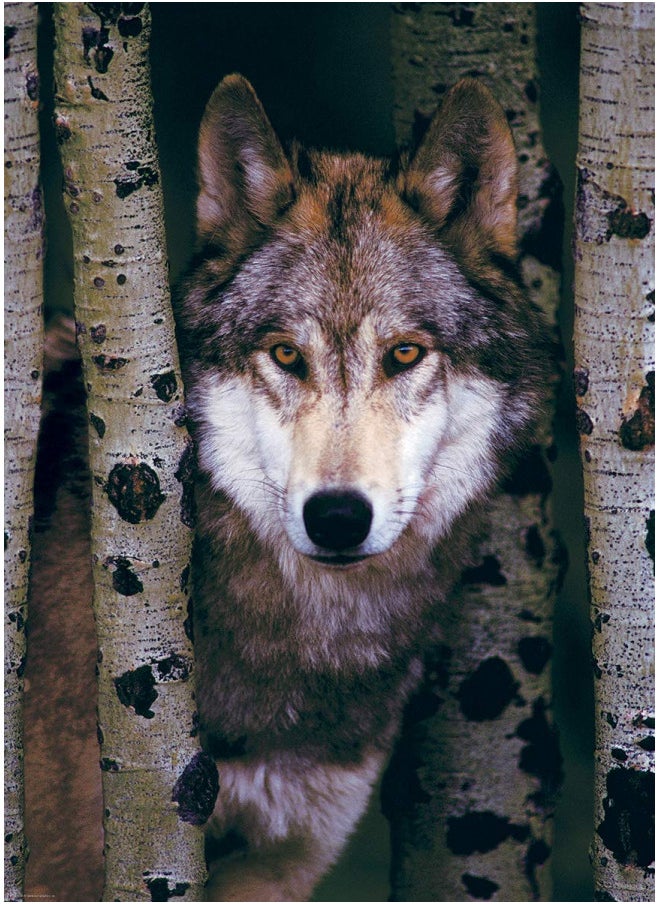 Eurographics Gray Wolf 1000-Piece Puzzle